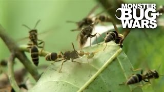 Green Ants Vs Paper Wasps  MONSTER BUG WARS [upl. by Atteynad]