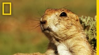 Prairie Dog Emergency Alert System  Americas National Parks [upl. by Pauiie]