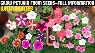 How To Grow Petunia From Seeds With Full Updates [upl. by Malva]