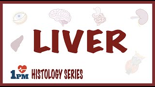 Liver Histology [upl. by Aleiram]