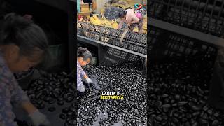 Sukses Berkat jualan Batu Kerikil shortvideo batu batutaman batukerikil shorts [upl. by Saidee]