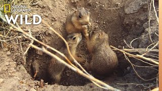 A Prairie Dog Pup Forages For Food  Prairie Dog Manor [upl. by Yelsgnik409]