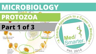 Protozoa  Microbiology  USMLE STEP 1  Part 1 of 3 [upl. by Walworth]