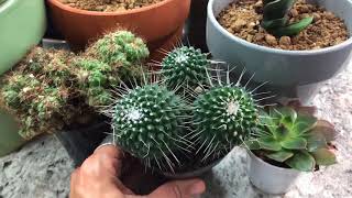 Grow Lighting for Indoor Succulent amp Cacti [upl. by Lemraj]