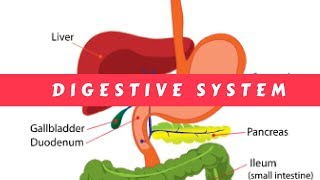 The Digestive System  Simple terms [upl. by Strickler]