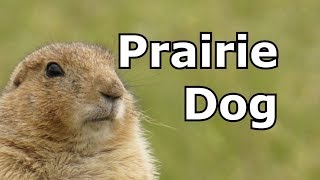 Prairie Dog Sounds amp Pictures  Learn The Sound A Prairie Dog Makes  Animal Sounds [upl. by Peursem122]