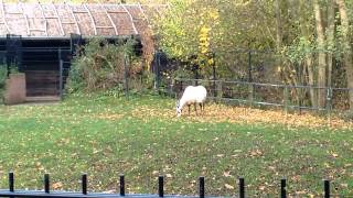 Arabische oryx  Arabian oryx  Planckendael [upl. by Pincus107]