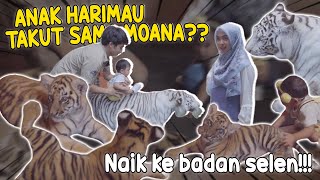 MOANA MASUK KANDANG HARIMAU Naik ke badan selen [upl. by Lenore]