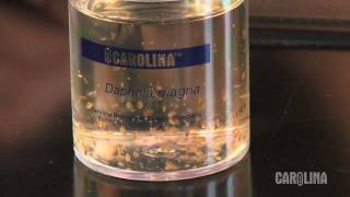 How to Care for Daphnia [upl. by Laural]