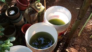 How to grow Green Water Algae [upl. by Nodnarg]