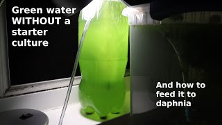 Green Water WITHOUT a Starter Culture  From Scratch  How To [upl. by Norby]