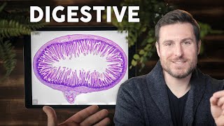 Digestive System Histology Explained for Beginners  Corporis [upl. by Maroney317]