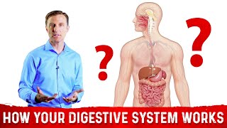 How Does the Digestive System Works – DrBerg [upl. by Ztnarf]