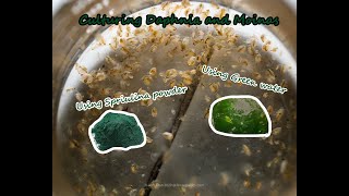 How To Culture Daphnia and Moinas using Green Water Spirulina powder [upl. by Klara]