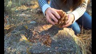 How to harvest pine nuts in the forest [upl. by Lynelle]