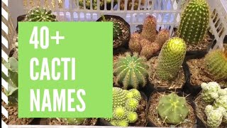 Cacti Names and Pictures Cacti Types and Identification [upl. by Manup68]