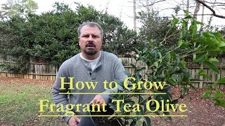 How to grow Fragrant Tea Olive  Osmanthus Fragrans  Guìhuā [upl. by Yessej]