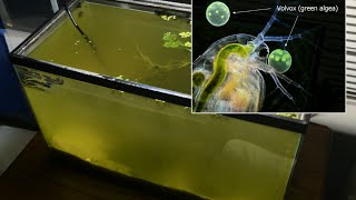 Raising Daphnia for the Freshwater Aquarium [upl. by Thaddaus620]