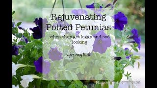 How to Prune Petunias when they get leggy [upl. by Marienthal]