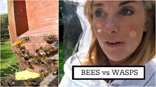 BEES vs WASPS  Beekeeping with Maddie 6 [upl. by Cohe385]