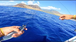 Live bait fishing in Hawaii and some reef fishing [upl. by Atirma141]