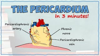 The Pericardium [upl. by Torbert]