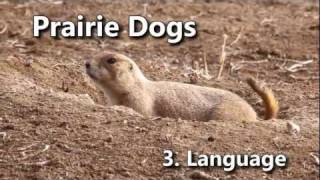 Prairie Dogs Americas Meerkats  Language [upl. by Adnilak886]