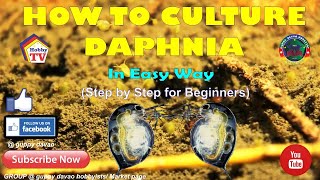 HOW TO CULTURE DAPHNIA In Easy Way [upl. by Bernie718]