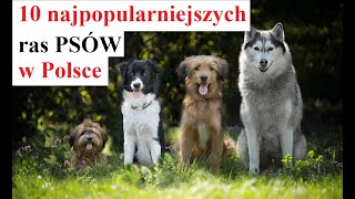 10 Najpopularniejszych ras PSÓW w POLSCE [upl. by Attevroc]