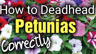 How to Prune Deadhead Petunias the CORRECT way [upl. by Stevens]