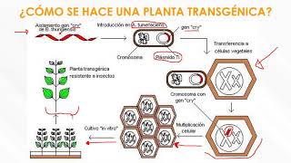 Capítulo 14 Biotecnología [upl. by Ahsikcin678]