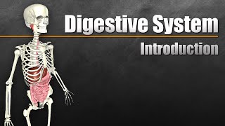 An Introduction to the Digestive System [upl. by Rox]